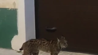 Un lince se pasea por las calles de Munera (Albacete)