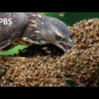 Los ratoneros abejeros se dan un festín con avispones mortales [SUB ENG]