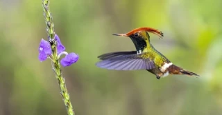 Para el Día de la Tierra, fotografías de la apreciación de las aves (30 fotos) [ENG]