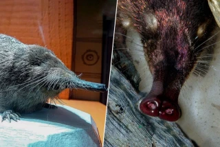 El "ornitorrinco español" existe y está al borde de la extinción: el rarísimo animal que solo vive en la península