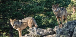 Desproteger al lobo no beneficia a nadie