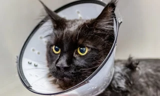 Cuatro gatos más dan positivo por gripe aviar H5N1 en EE.UU (ENG)