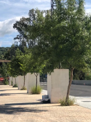 Talan dos decenas de árboles en El Bosque para reformar el recinto ferial