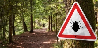 Cómo protegernos de las garrapatas y las enfermedades que transmiten cuando salimos al campo