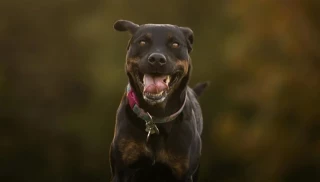 Disparan con un taser a un perro que estaba atacando a un niño de 4 años en el Paseo de Recoletos