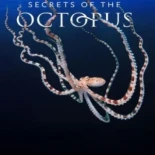 Secrets of the Octopus | Serie Completa (3 Capítulos)