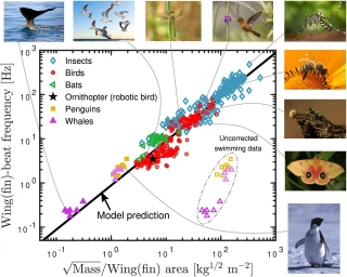 Se predice la frecuencia de aleteo de aves, insectos, murciélagos y ballenas sólo con la masa corporal y el área de las alas  (ENG)