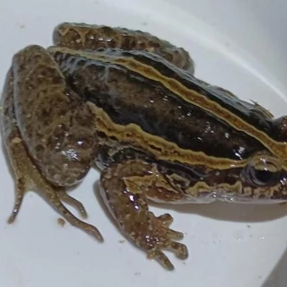 Avistan en Castellón al anfibio más amenazado de toda la Comunitat: hace casi medio siglo que no se dejaba ver