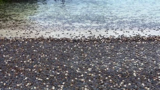 Cuando llega el calor, los 'patexos' se enamoran... de las Cíes