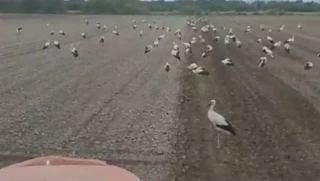 Por San Blás, la cigüeña verás y por Sandiás, todas se te aparecerán