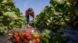 Consternación en Italia por la muerte de un jornalero que fue abandonado por sus jefes con un brazo amputado