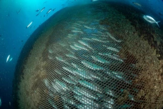 Greenpeace revela imágenes inéditas de macrogranjas marinas españolas