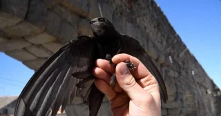 La insoportable extinción de los vencejos