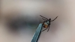Ponlo en tu jardín y olvídate para siempre de las garrapatas