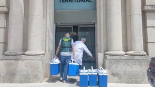 La operación Guitarra se salda con 7 investigados, 4 en Ourense, por maltrato animal y simulación de ataques de lobo