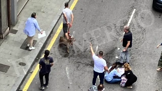 Brutal ataque de un pitbull sin bozal a un gijonés y a su perro