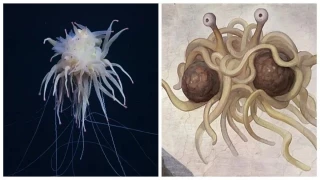 Captan al "monstruo espagueti volador": un hallazgo sorprendente en aguas chilenas