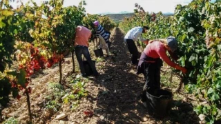 "Siguen obligándoles a trabajar con huesos rotos": los sindicatos alertan del riesgo de explotación a los migrantes circulares