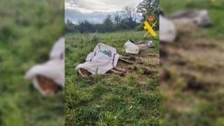 Encuentran vacas en un estado extremo de desnutrición en una granja de Chantada