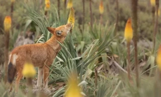 Primer gran carnívoro polinizador porque come néctar