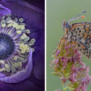 Premios al Fotógrafo de Jardines del Año 2024. Fotos macro [ENG]