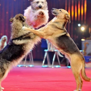 PP y Vox pactan el regreso de los circos con animales