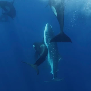 Una manada única de orcas podría haber adquirido habilidades especiales para cazar al pez más grande del mundo (eng)