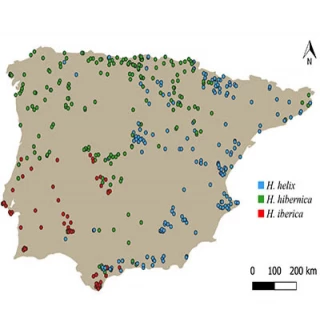 ¿Sabías que la hiedra ibérica (Hedera iberica), una de las cuatro especies de hiedras que hay en España, podría estar amenazada?