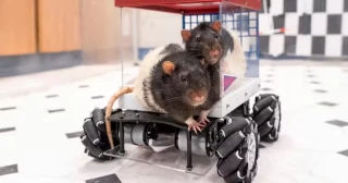 Estas ratas aprendieron a conducir, y ahora no pueden parar de hacerlo