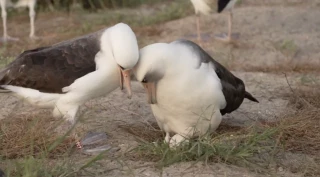 Wisdom, el ave más vieja del mundo, pone un huevo a los 74 años