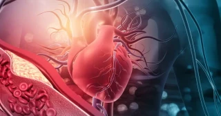 Un 'minicerebro' en el corazón controla cada uno de nuestros latidos