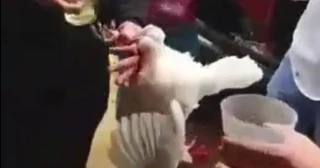 Tres jóvenes se enfrentan a penas de prisión por una agresión sexual a una gallina en un pueblo de Córdoba