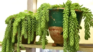 Sedum: tipos y cuidados de estas plantas suculentas