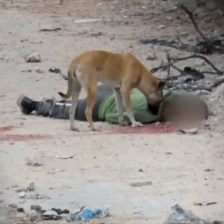 Una “fila de cadáveres” en la “Gaza sin ley”: soldados israelíes denuncian asesinatos arbitrarios y crímenes de guerra (EN)