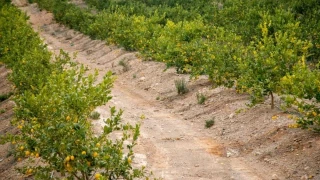 Los agricultores murcianos se quejan de que no tienen mano de obra para recoger sus cosechas