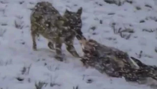 La revista Jara y Sedal azuza la caza del lobo ibérico y califica de "situación insostenible" que un lobo se coma una cierva en invierno
