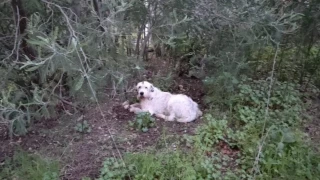 A juicio por arrojar a Pistón desde el viaducto de O Viñao