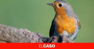 Matanza de pájaros en Sant Joan Despí: pillan a un furtivo con decenas de petirrojos y pinzones muertos