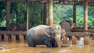 Muere una turista española en Tailandia tras clavarle un elefante un colmillo cuando bañaba al animal