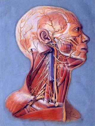 Santiago Ramón y Cajal y otros Atlas Histórico de Anatomía de la Facultad de Medicina (Atlas anatómico de Cajal)