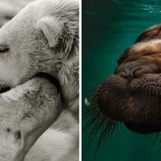 Retratos de animales desde una perspectiva única, por el fotógrafo Mac So