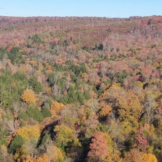 Viaje por los enormes bosques de Pensilvania y su cuidada gestión