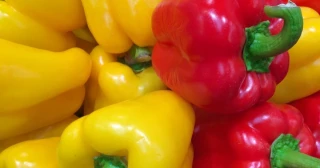 La administración norteamericana ha procedido al cierre del mercado de EEUU a la exportación de pimiento español