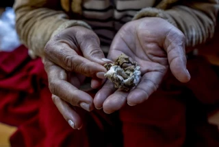 «Los hongos alucinógenos me salvaron la vida. Ahora lucho por su legalización»