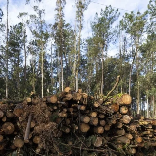 Condenado a arrancar una plantación entera de eucaliptos porque secan el manantial del que se abastece una vecina