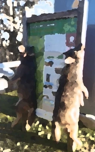 Matan y exhiben dos lobos en Ponga