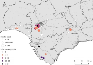 Los científicos detectan por primera vez el virus Sindbis en mosquitos del suroeste de España
