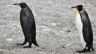 Graban un pingüino totalmente negro, un rarísimo caso de melanismo en aves