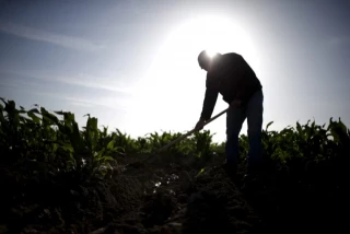 El 75% de los trabajadores agrícolas inmigrantes no se presentaron a trabajar ayer en algunas zonas de EEUU