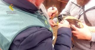 Investigado por maltrato animal el dueño de los gallos de pelea de Valladolid que denunció el robo en un vídeo viral